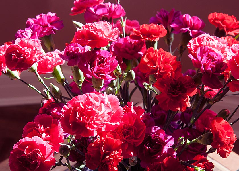 Carnations in the Sun