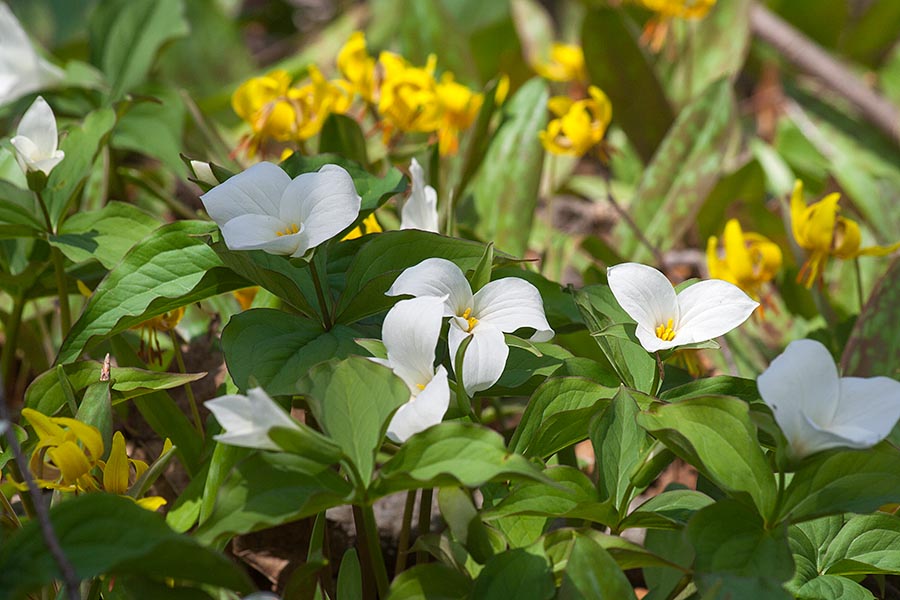 Trilliums in the Woods