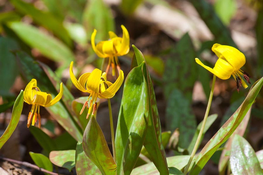 Trout Lilies