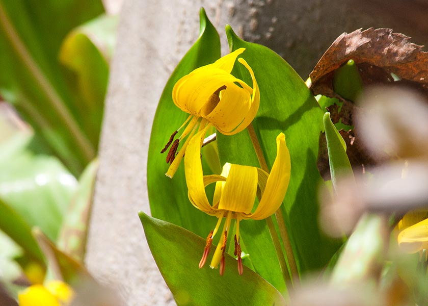 Trout Lilies