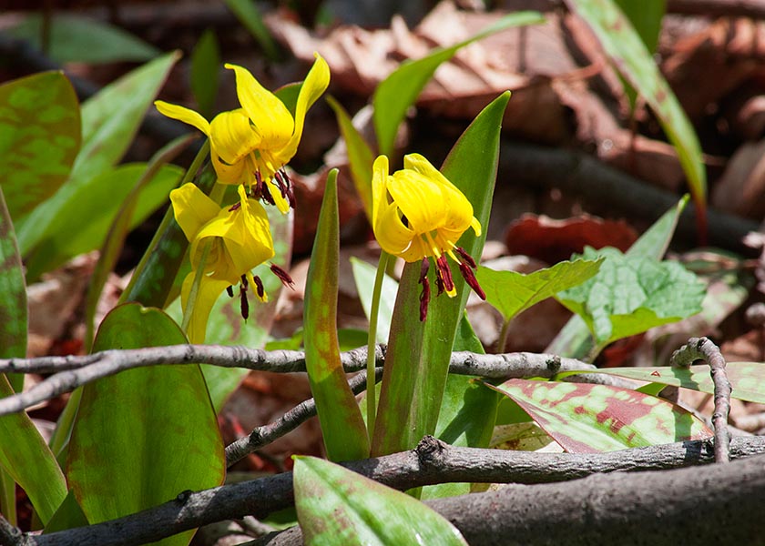 Trout Lilies