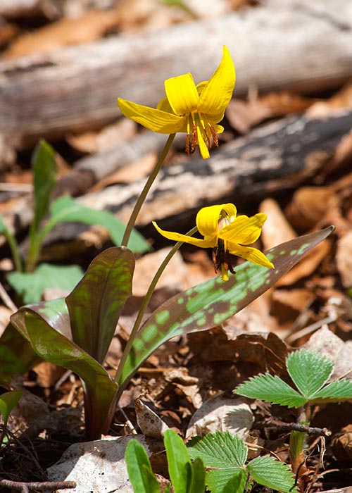 Trout Lilies