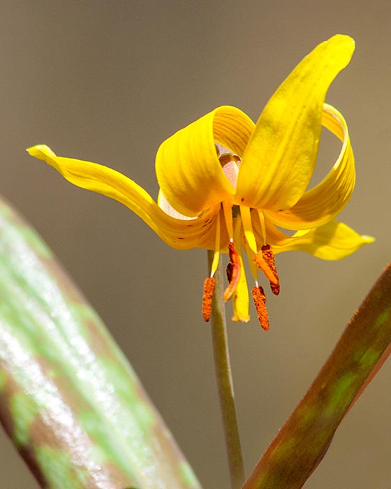 Trout lily