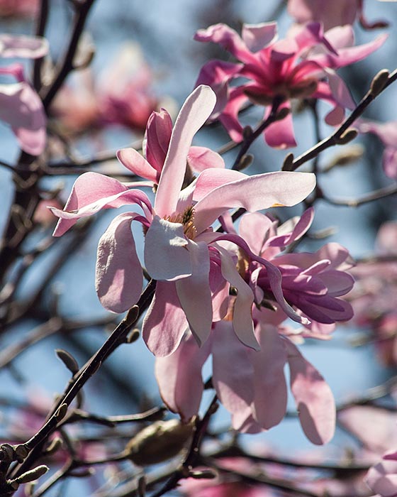 Star Magnolia