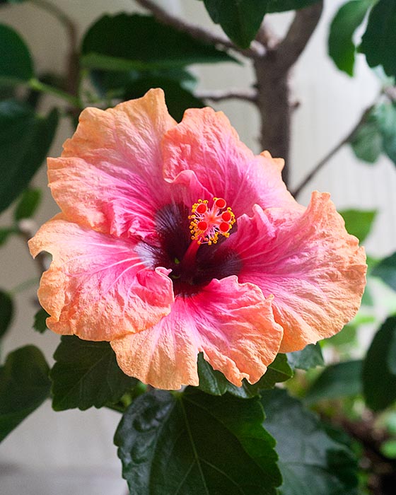 Surprise Hibiscus Bloom