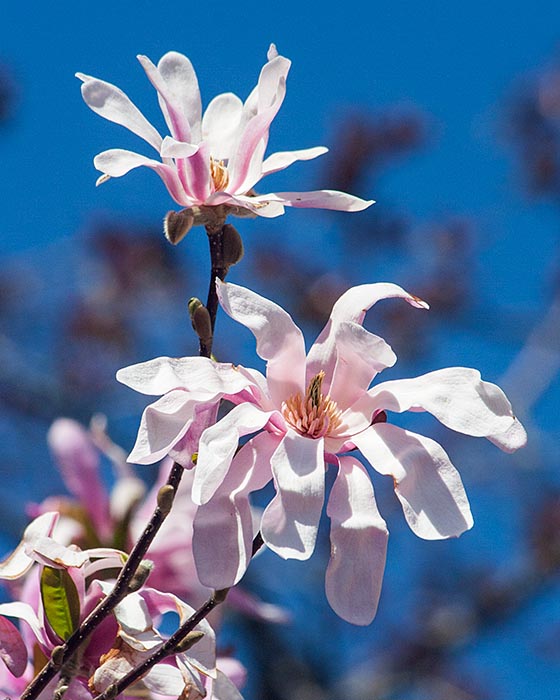 Star Magnolia