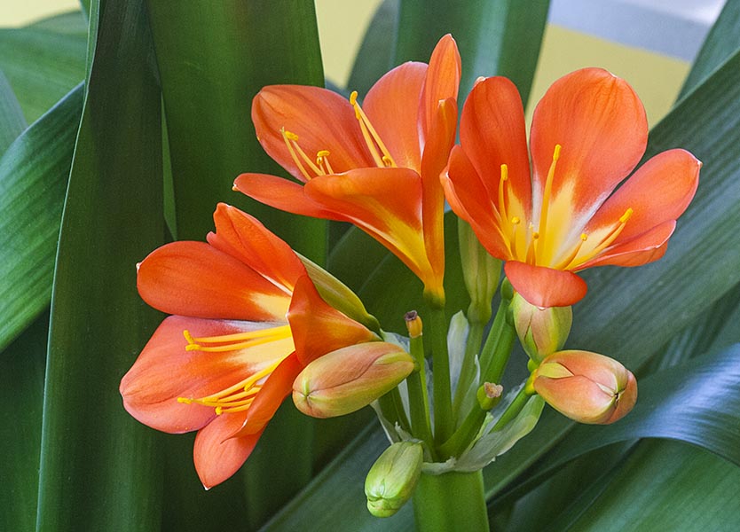 Clivia in Bloom