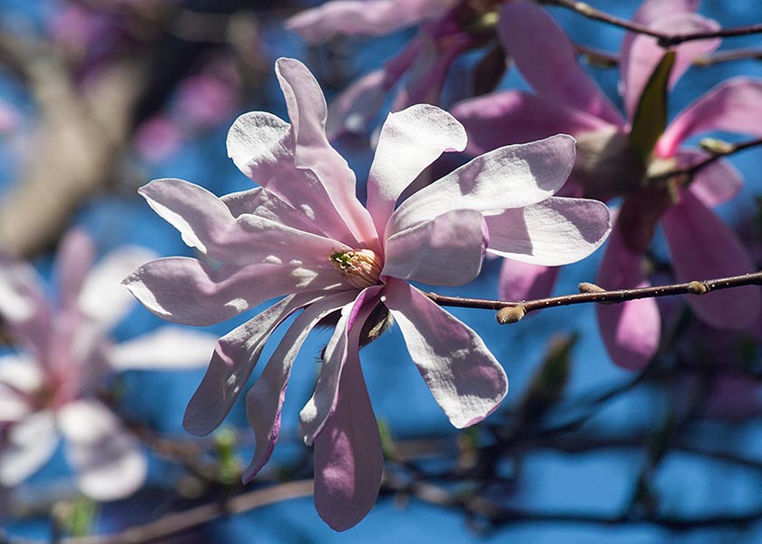 Another Star Magnolia Bloom