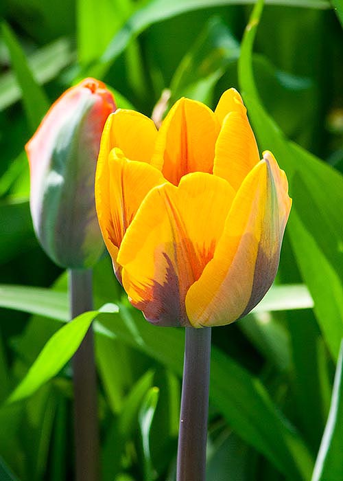 A New Tulip
