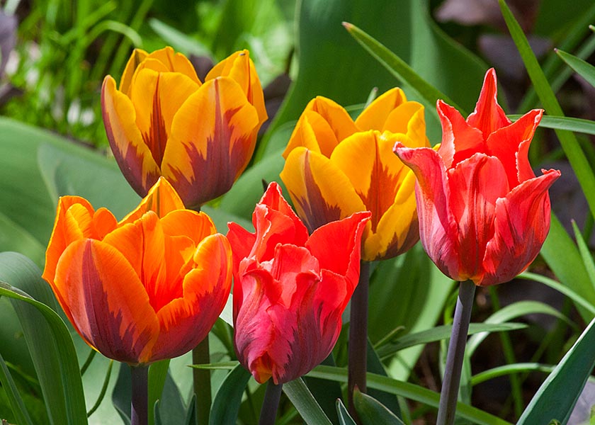 More New Tulips