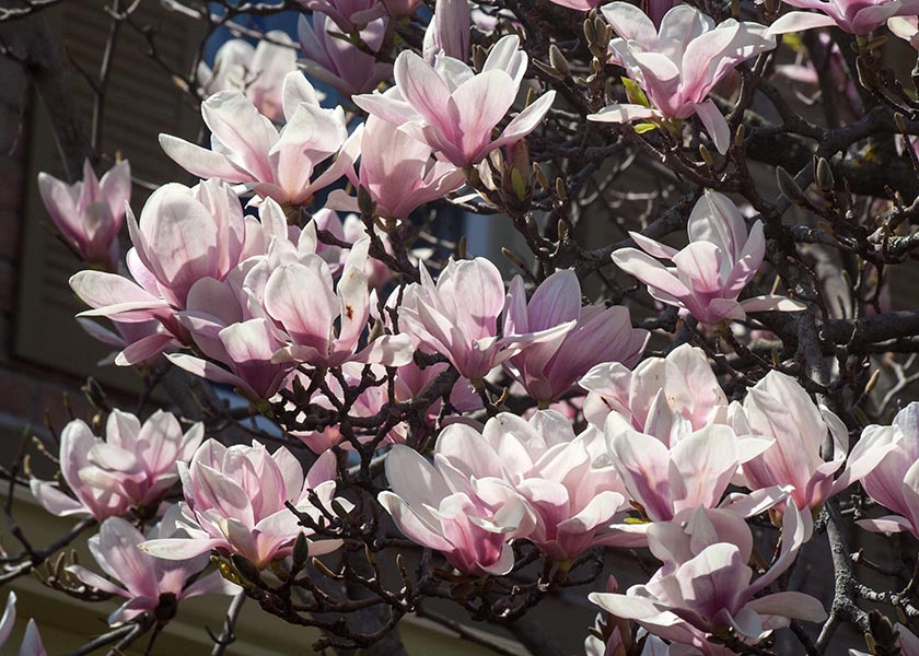 Saucer Magnolia in Full Bloom