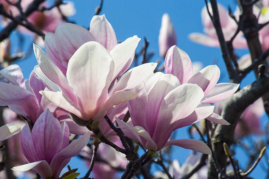 Saucer Magnolia