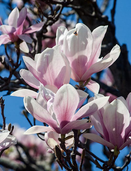 Saucer Magnolia Blooms