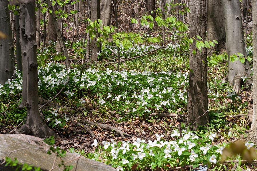Trilliums in the Woods