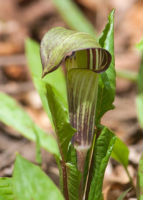 Jack-in-the-Pulpit