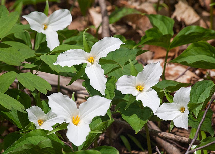 Trilliums  