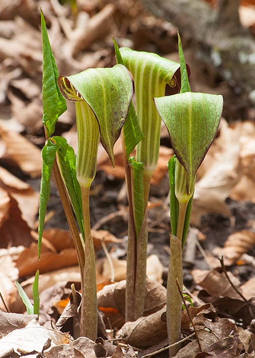  Jack-in-the-Pulpit Triplets
