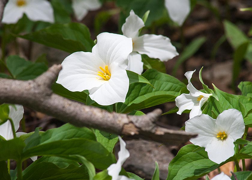 Trilliums  