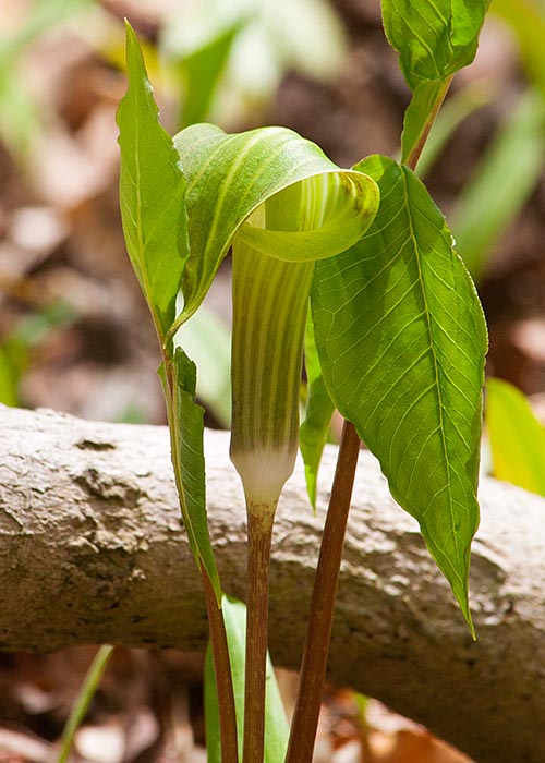 Lighter Jack-in-the-Pulpit