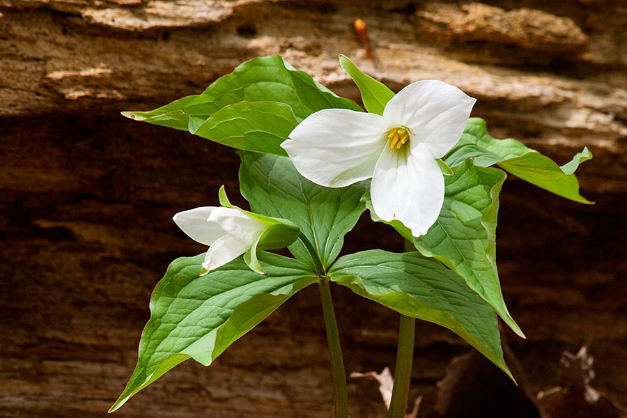 One Last Trillium