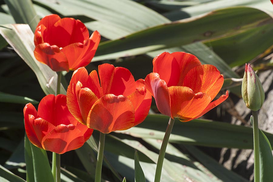 Red Tulips