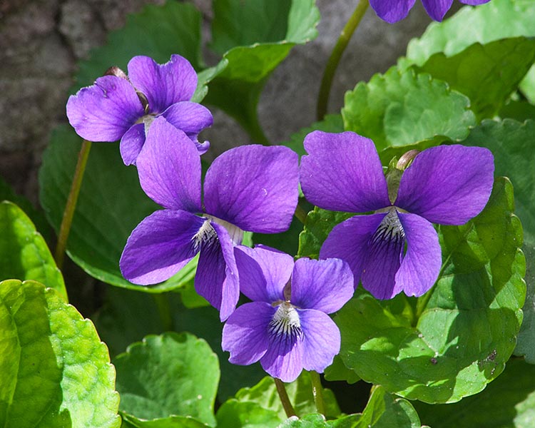 Violets