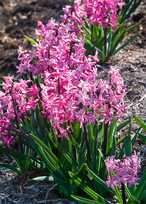 Lots of Pink Hyacinths