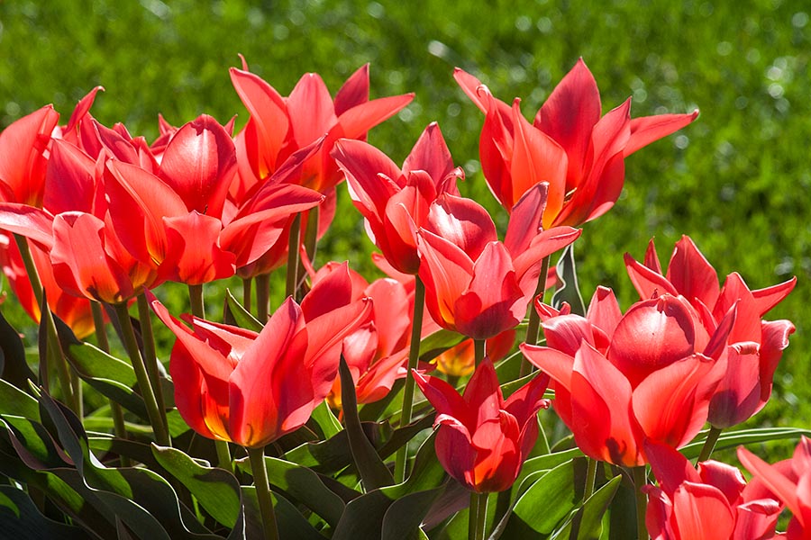 Scarlet Tulips