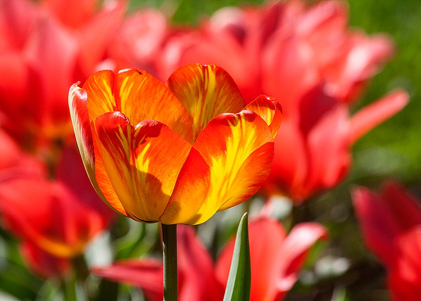 Solo Flame Tulip