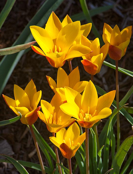 Mini Tulips