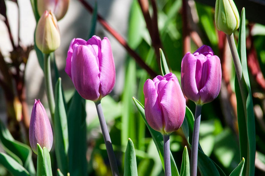 Purple Tulips