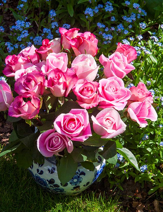 Mother's Day Roses