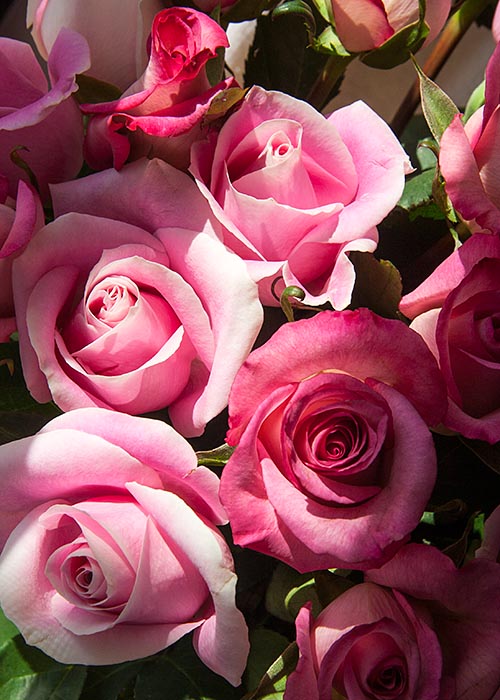 Sunny Roses