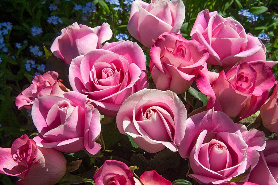 Pink Roses and Ranunculas