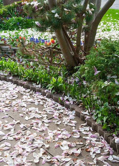 After the Rain