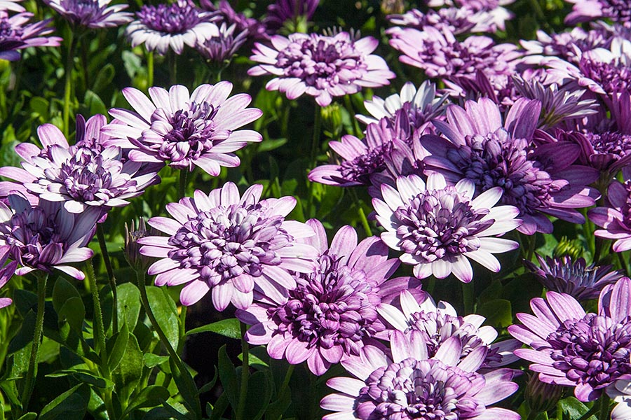 Purple Flowers