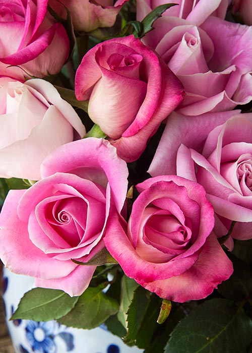Beautiful Roses