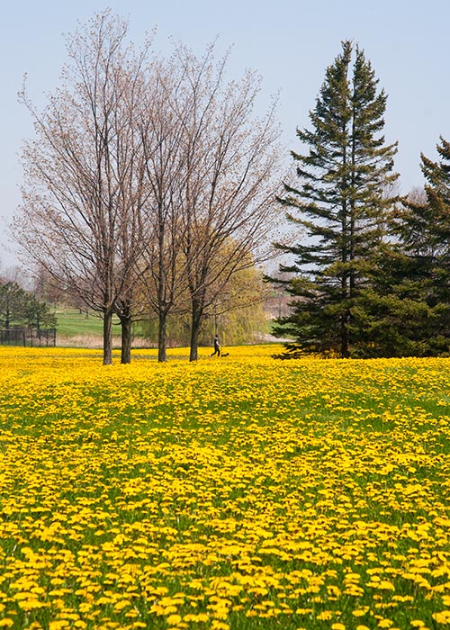 Dandelions Everywhere