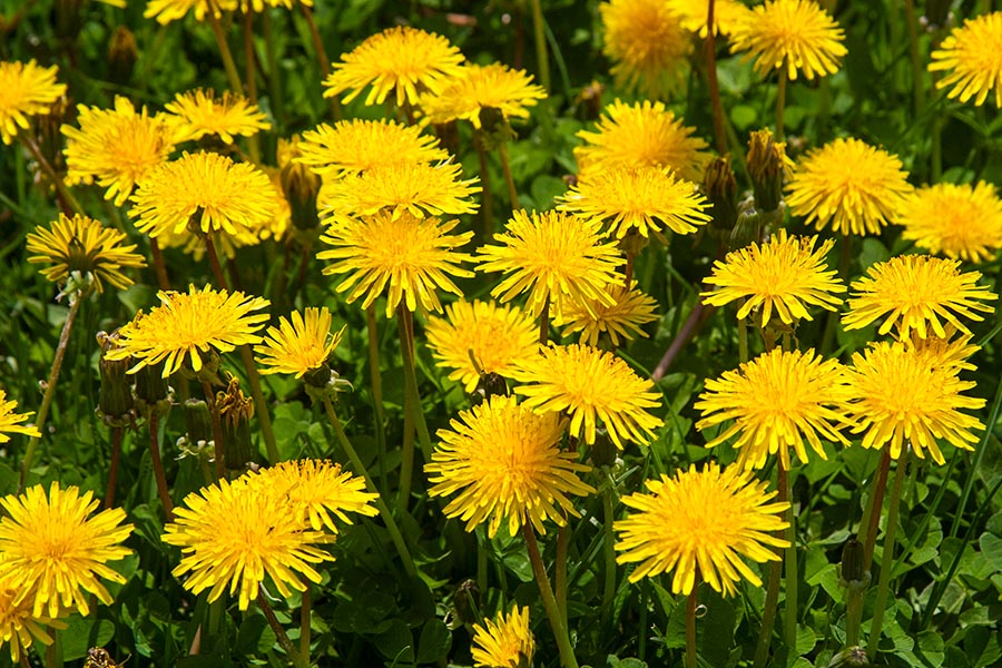 Dandelions  