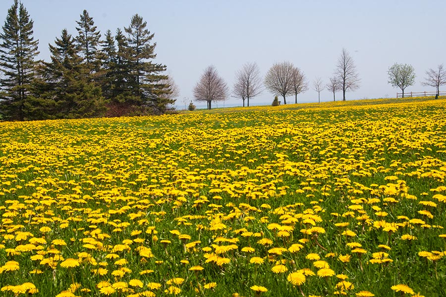 More Dandelions