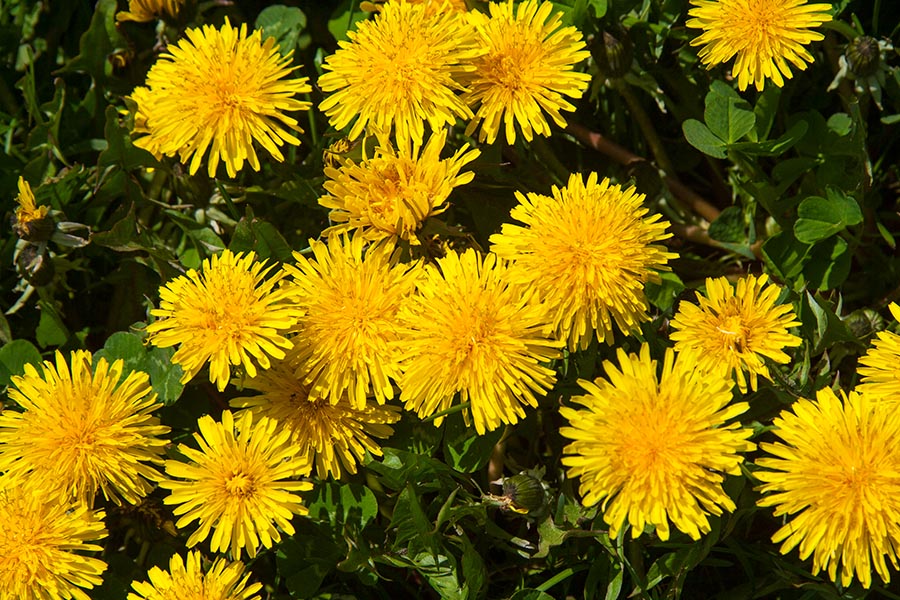 Dandelions  