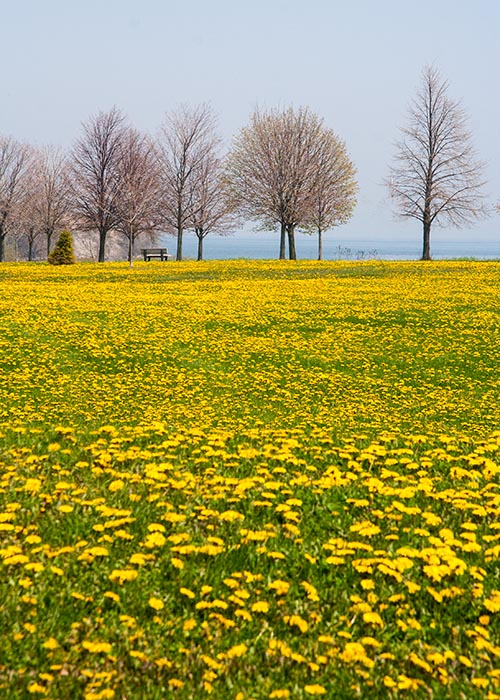 Field of Gold