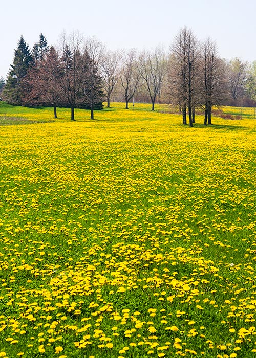 Dandelions Everywhere