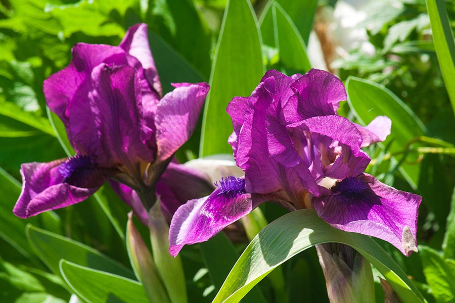 Mini Irises
