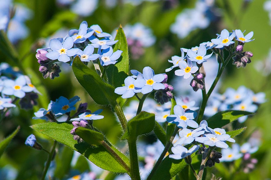 Forget-me-Nots