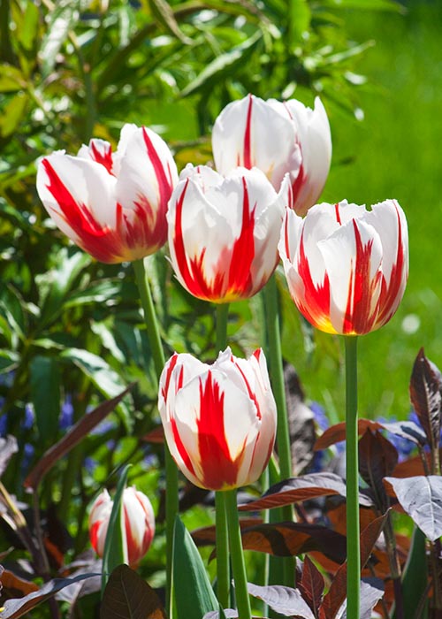 the Last Tulips