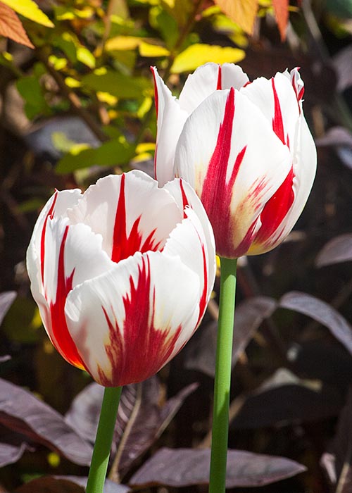 Tulips Close-Up