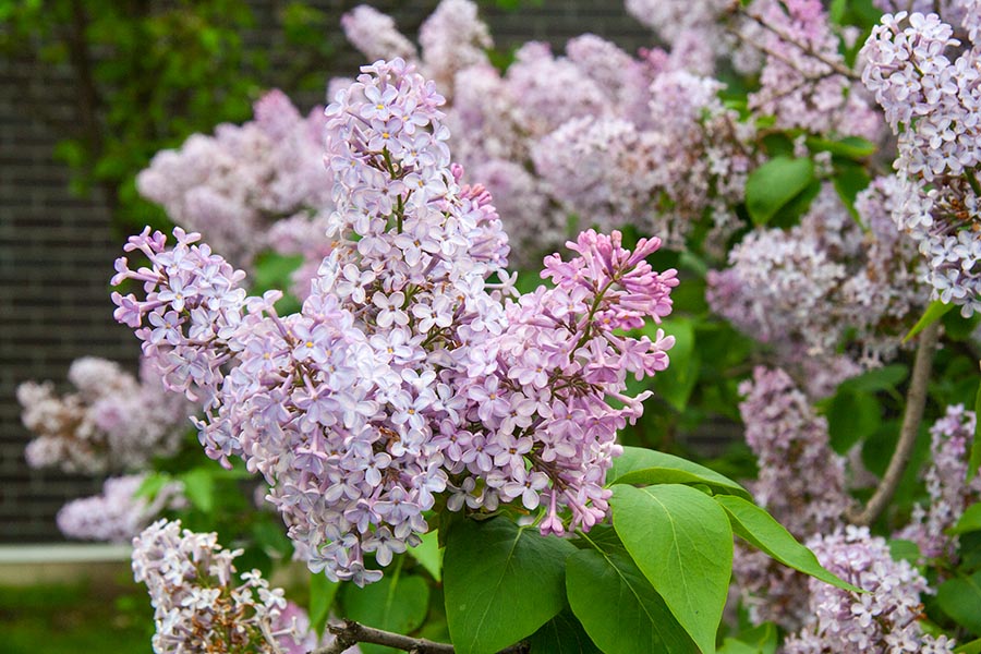 Lilacs