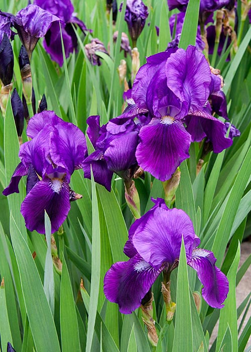 Purple irises