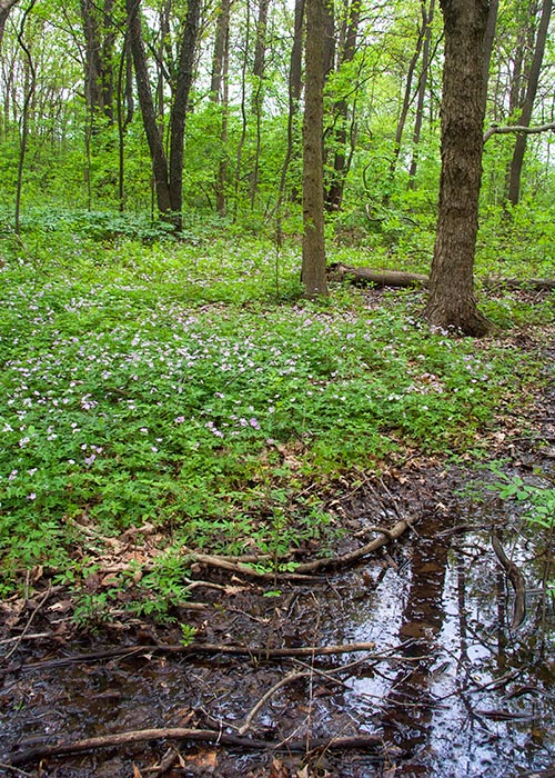 Forest Wildflowers